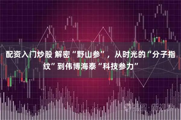 配资入门炒股 解密“野山参”，从时光的“分子指纹”到伟博海泰“科技参力”